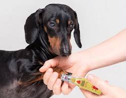 Why is clipping my dog's nails important? Trim Your Dog S Nails Safely Tips Tricks And Grooming Techniques
