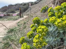All parts of the plant are highly toxic if ingested. Plant That Sickened Utah Girls Found Near Boise Trails Idaho Statesman