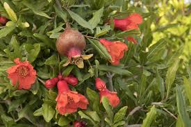 Maybe you would like to learn more about one of these? Pomegranate Wonderful Variety