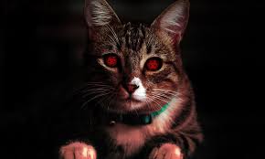 Raccolte di lucycosplay • ultimo aggiornamento: Cats Eyes Sharingan Free Photo On Pixabay