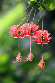 Image result for Hibiscus schizopetalus