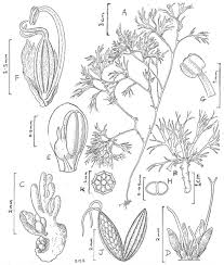 Image result for Deinbollia sp. A