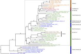 Image result for Cayaponia africana