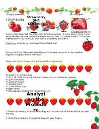 Strawberry dna extraction all eukaryotic cells have a nuclear membrane that encircles the nucleus as well as a cell membrane that encases the entire cell. Strawberry Dna Lab Worksheets Teaching Resources Tpt