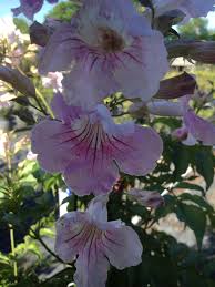 Image result for Podranea brycei