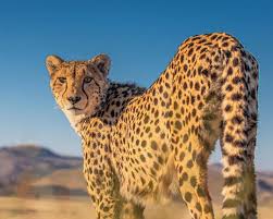 Mass Extinction Accelerating Reports The Week June 14 2020 Found That 543 Species Have Gone Extinct In One Century Researchers In 2020 Animals Big Cats Rare Animals