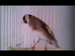la star du chant d oiseaux نجم الطيور المغردة le chardonneret le plus beau oiseau الحسون أجمل طير ماشاء الله https www painting bird art