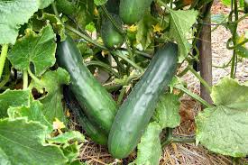 Image result for Cucurbitaceae