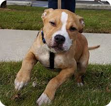 Add it to the list by commenting below! Detroit Mi English Bulldog Meet Chubs A Pet For Adoption