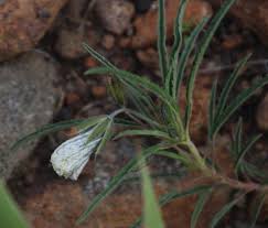 Image result for Monsonia angustifolia