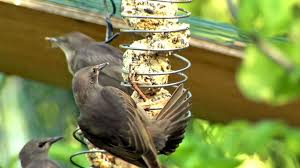 Inzwischen empfehlen vogelexperten, ganzjährig zu füttern. Garten Fur Vogel Futtern Auch Im Sommer Sinnvoll Mdr De