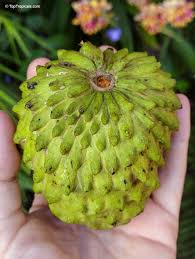 Image result for Annona squamosa