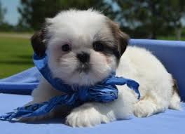 Maybe you would like to learn more about one of these? View Ad Shih Tzu Puppy For Sale Near Arizona Tucson Usa Adn 34068