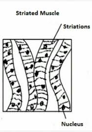 You can use site map link below to access the histological diagram you are looking for. Draw Neat Labeled Diagram Of Striated Muscle Fibres Brainly In