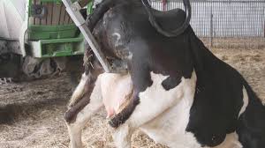 Image result for hoof disease chart for cow