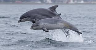Jarvis answers questions from the media. New Zealand Bans Wild Bottlenose Dolphin Interactions On Boat Tours