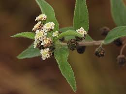 Image result for Lippia javanica