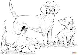 The following list (if present) includes all dog food recalls since 2009 related to this iams product line. Golden Retriever Realistic Puppy Coloring Pages Novocom Top