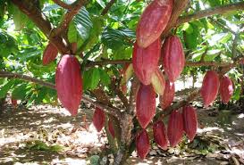 Hasil gambar untuk gambar pohon coklat