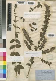 Image result for Tinnea apiculata