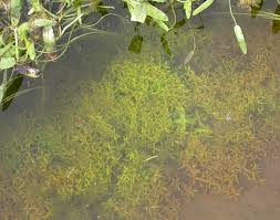 Image result for Elatine