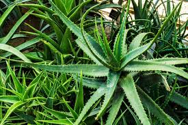 Image result for Aloe spicata