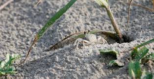 Image result for Sesbania quadrata