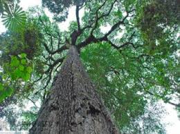 Image result for Pericopsis