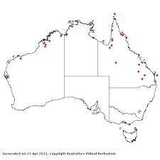 Image result for Eriochloa fatmensis