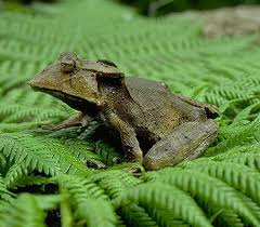 Image result for Hemiphractus bubalus