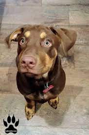 Whatever people decide to call this dog breed, one thing is for sure, they are a thanks to their parents, a labrottie dog's coat can come in a variety of colors: Labrottie Rottweiler Lab Mix Dogs Fan Photos Labrottie Com In 2021 Labrador Mix Lab Mix Dogs Rottweiler Mix