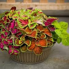 Image result for Coleus gracillimus