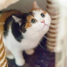 Calico cat pictures can show off this kitty's fascinating coat pattern. Cute Pictures And Facts About Calico Cats And Kittens