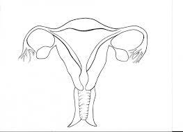 Clip art by normaals 1 / 38 book of female reproductive system stock illustration by bluering 1 / 24 female reproductive system stock illustration by andreus … Female Internal Reproductive System Diagram Quizlet