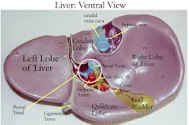 Start studying human torso model. Liver Diagram Labeled Transverse Sectioned Model Human Body Systems Human Body Systems Foldable Body Systems