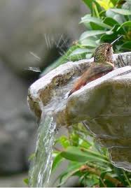 Bird Bath Fountain For Hummingbirds Simple Pleasures Found On Fineartamerica Com Photo By Jennie Marie Hummingbird Beautiful Birds Bird