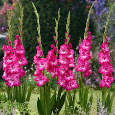 Image result for Gladiolus pusillus