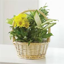 We did not find results for: Dish Garden With Fresh Cut Flowers For Sympathy In Suffern Ny Petals And Stems Florist
