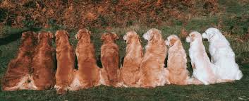 We register the pups as a litter via the akc. 23 Facts About English Cream Golden Retrievers You Probably Didn T Know Golden Hearts