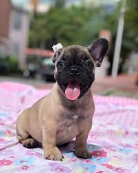 French bulldog puppies and dogs. Frenchies Ag Home Facebook