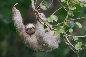 Three Toed Sloth Waving Three Toed Sloth Baby Sloth Sloth