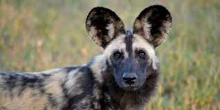 There are many animals of the african wilderness, that call the continent of africa home. Fascinating Facts About Africa S Endangered Animals Gvi Uk