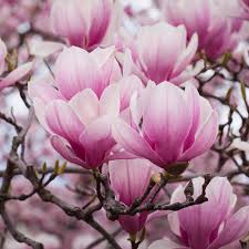 Magnolia Soulangeana Saucer Magnolia Tree Magnolia Soulangeana Orchid Care
