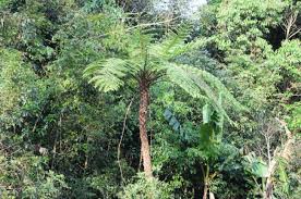 Image result for Cyathea cf. humilis