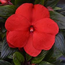 Image result for Impatiens oreocallis