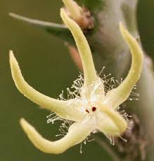Image result for Orbea rogersii
