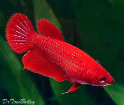 They can usually live with each other in the same aquarium. Aquariumfish Net Betta Fish Betta Fish