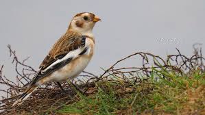 Image result for Tridactyle bicaudata