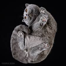 Collection by kay kay nichole baca • last updated 8 weeks ago. Photos Of Cats Taken From Underneath A Glass Table