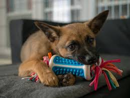 A pet shop near you… wherever you are. The 10 Best Pet Stores In Vermont